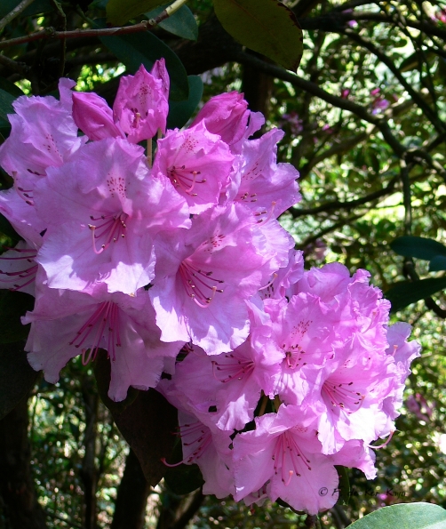 Bois des Moutiers (182) Mai 2012